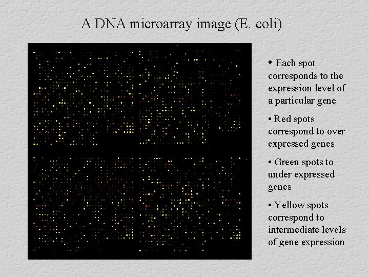 A DNA microarray image (E. coli) • Each spot corresponds to the expression level