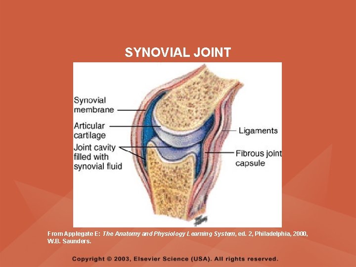 SYNOVIAL JOINT From Applegate E: The Anatomy and Physiology Learning System, ed. 2, Philadelphia,