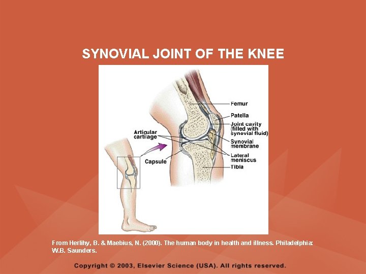 SYNOVIAL JOINT OF THE KNEE From Herlihy, B. & Maebius, N. (2000). The human