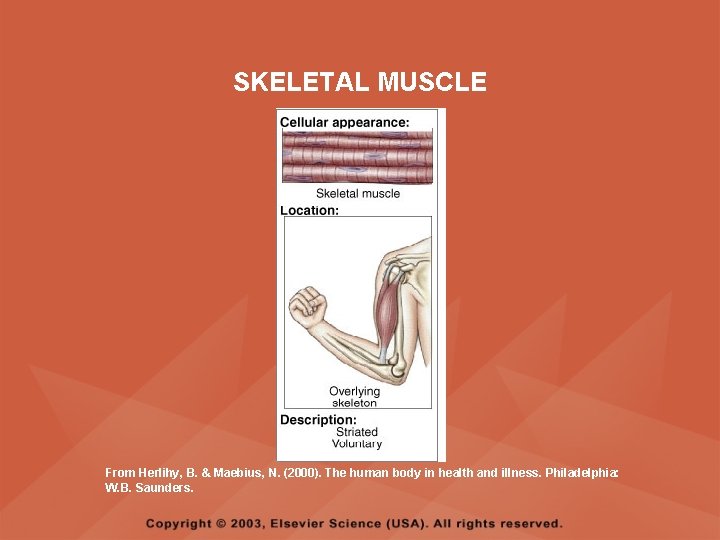SKELETAL MUSCLE From Herlihy, B. & Maebius, N. (2000). The human body in health