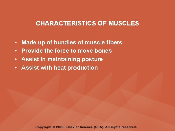 CHARACTERISTICS OF MUSCLES • • Made up of bundles of muscle fibers Provide the
