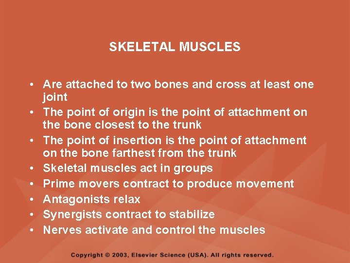 SKELETAL MUSCLES • Are attached to two bones and cross at least one joint
