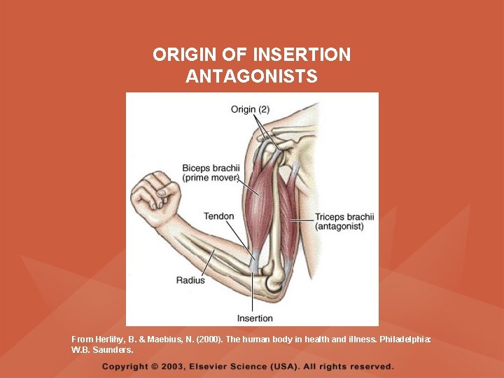 ORIGIN OF INSERTION ANTAGONISTS From Herlihy, B. & Maebius, N. (2000). The human body