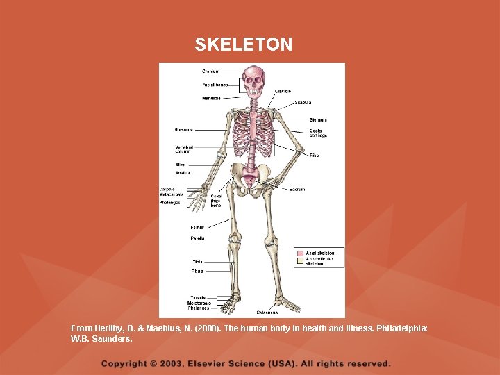 SKELETON From Herlihy, B. & Maebius, N. (2000). The human body in health and