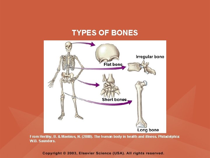 TYPES OF BONES From Herlihy, B. & Maebius, N. (2000). The human body in