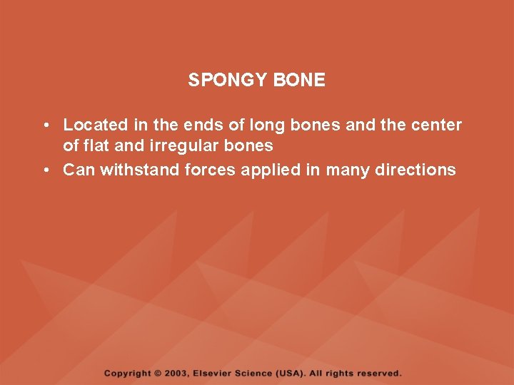 SPONGY BONE • Located in the ends of long bones and the center of