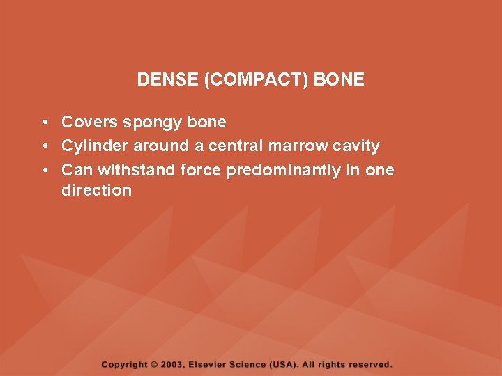 DENSE (COMPACT) BONE • Covers spongy bone • Cylinder around a central marrow cavity