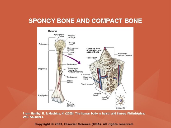 SPONGY BONE AND COMPACT BONE From Herlihy, B. & Maebius, N. (2000). The human