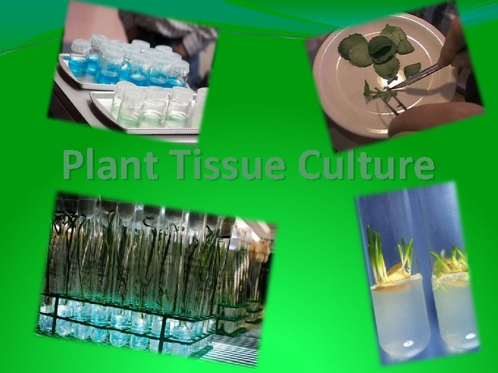 Plant Tissue Culture 