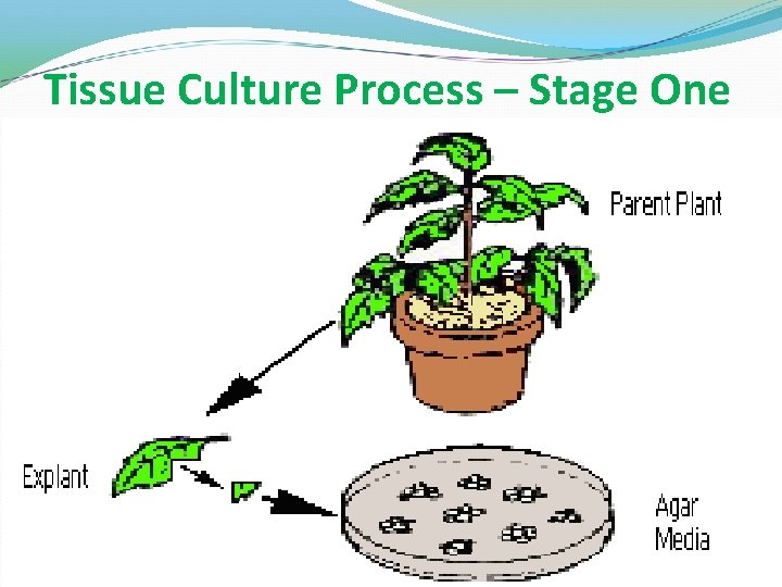 Tissue Culture Process – Stage One 