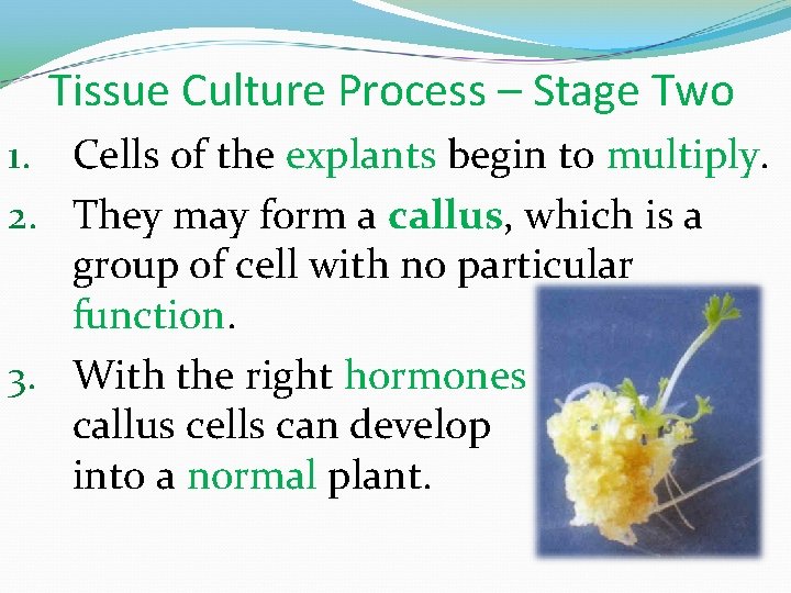 Tissue Culture Process – Stage Two 1. Cells of the explants begin to multiply.