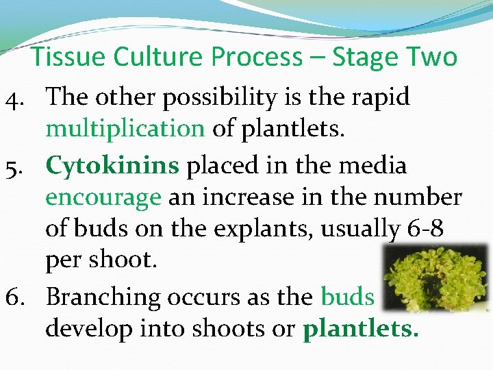 Tissue Culture Process – Stage Two 4. The other possibility is the rapid multiplication