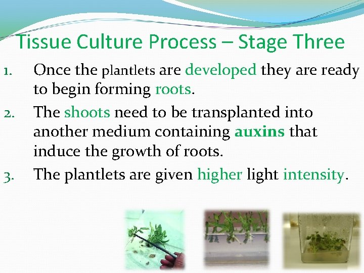Tissue Culture Process – Stage Three 1. 2. 3. Once the plantlets are developed