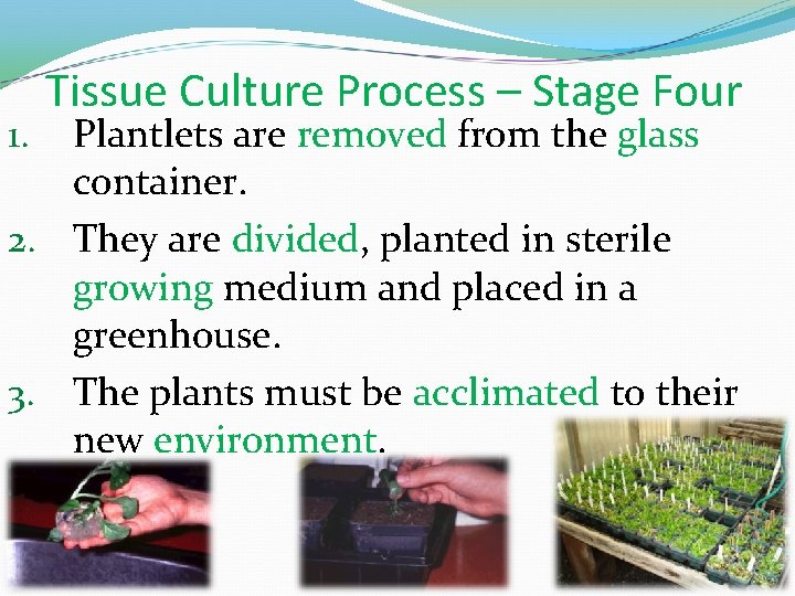 Tissue Culture Process – Stage Four Plantlets are removed from the glass container. 2.