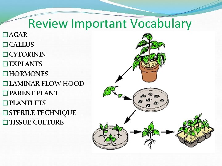 Review Important Vocabulary �AGAR �CALLUS �CYTOKININ �EXPLANTS �HORMONES �LAMINAR FLOW HOOD �PARENT PLANT �PLANTLETS