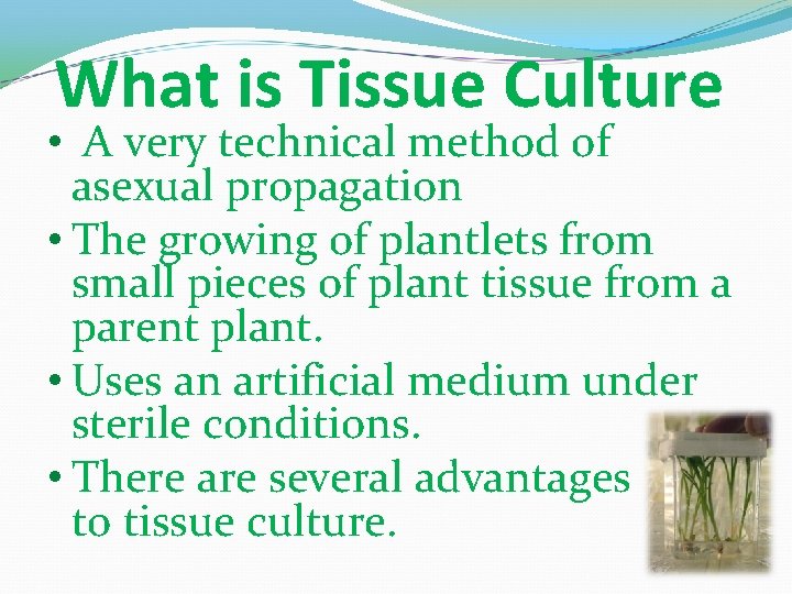 What is Tissue Culture • A very technical method of asexual propagation • The