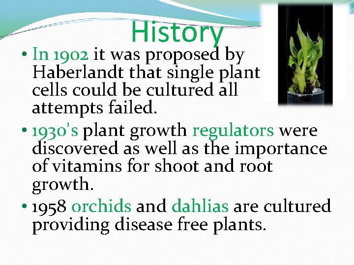 History • In 1902 it was proposed by Haberlandt that single plant cells could
