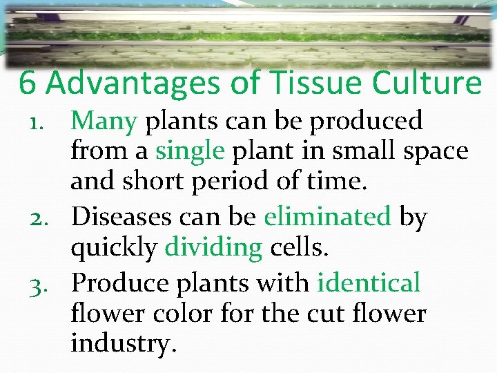 6 Advantages of Tissue Culture 1. Many plants can be produced from a single