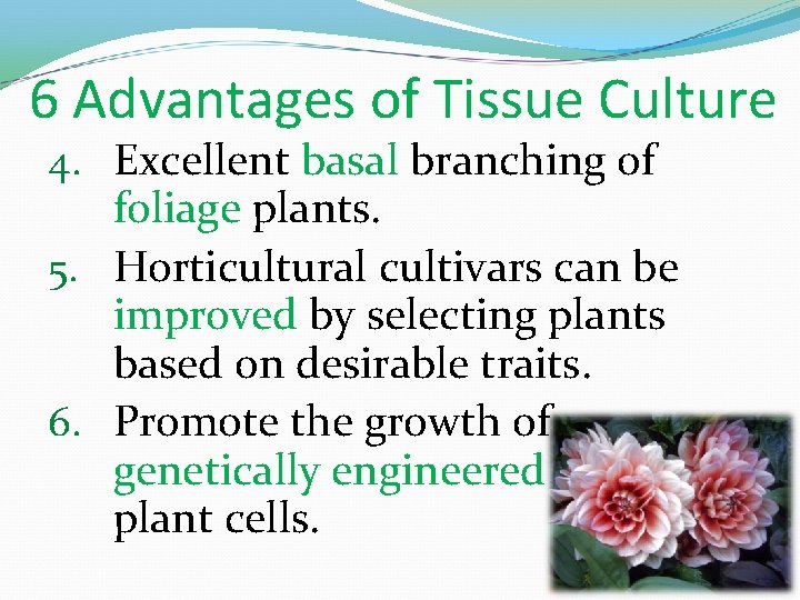 6 Advantages of Tissue Culture 4. Excellent basal branching of foliage plants. 5. Horticultural