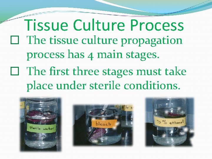 Tissue Culture Process � The tissue culture propagation process has 4 main stages. �