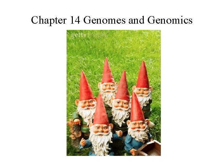 Chapter 14 Genomes and Genomics 