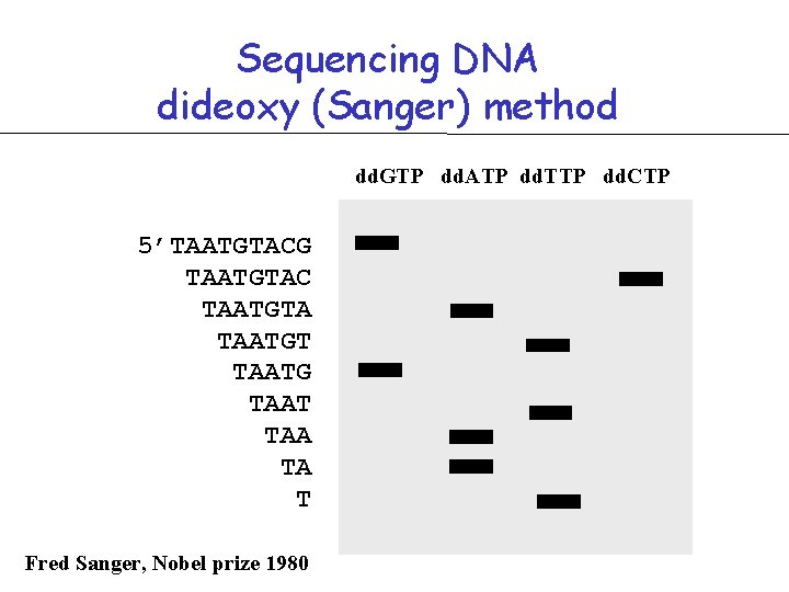 Sequencing DNA dideoxy (Sanger) method dd. GTP dd. ATP dd. TTP dd. CTP 5’TAATGTACG