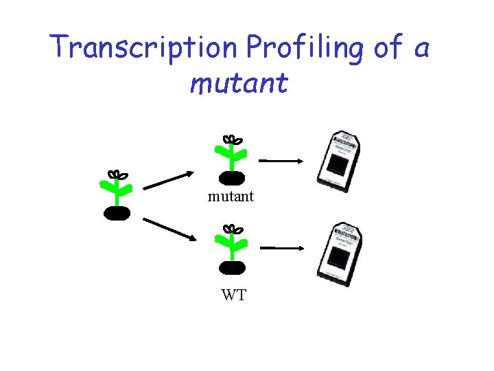Transcription Profiling of a mutant WT Transcription Profiling of a mutant WT