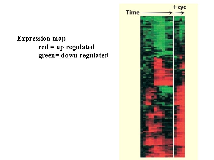 Expression map red = up regulated green= down regulated Expression map red = up regulated green= down regulated