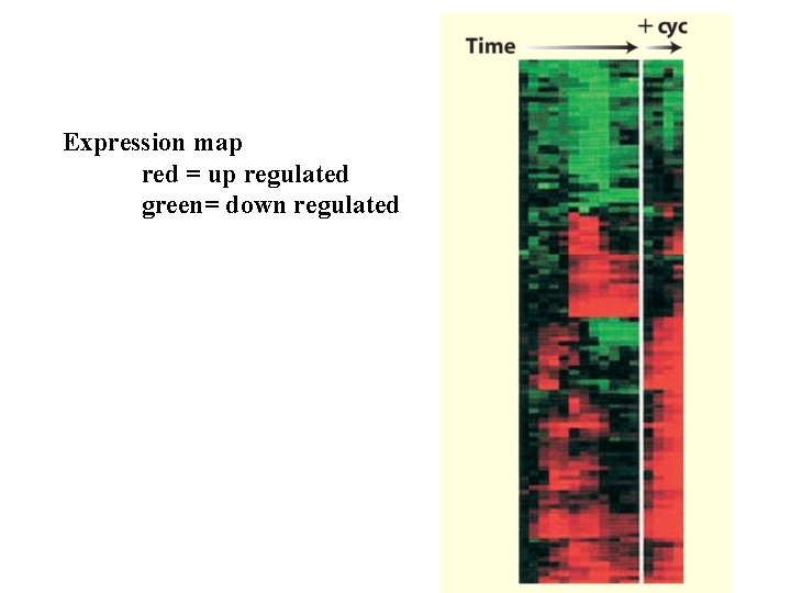 Expression map red = up regulated green= down regulated 