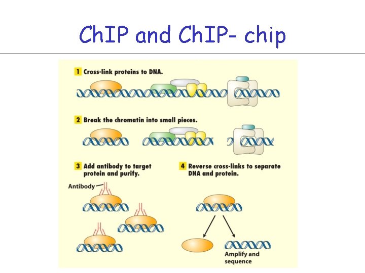 Ch. IP and Ch. IP- chip 