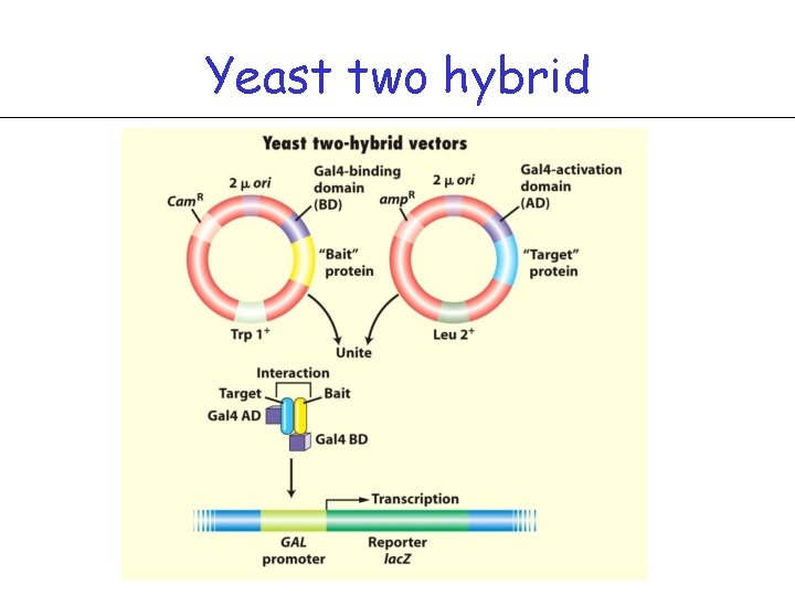 Yeast two hybrid 