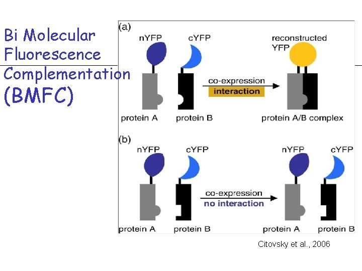 Bi Molecular Fluorescence Complementation (BMFC) Citovsky et al. , 2006 