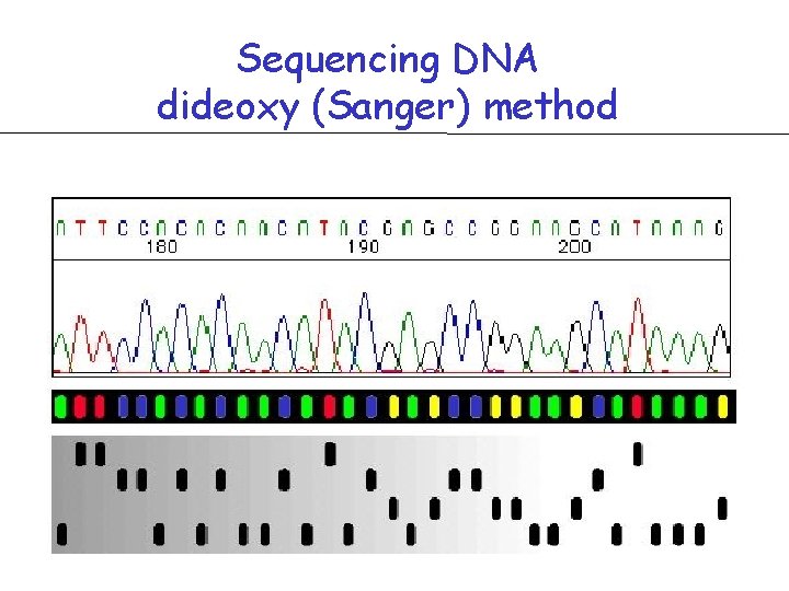 Sequencing DNA dideoxy (Sanger) method Sequencing DNA dideoxy (Sanger) method