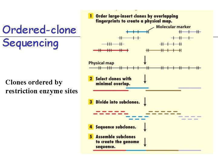 Ordered-clone Sequencing Clones ordered by restriction enzyme sites 