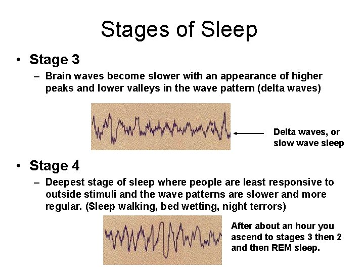 Stages of Sleep • Stage 3 – Brain waves become slower with an appearance