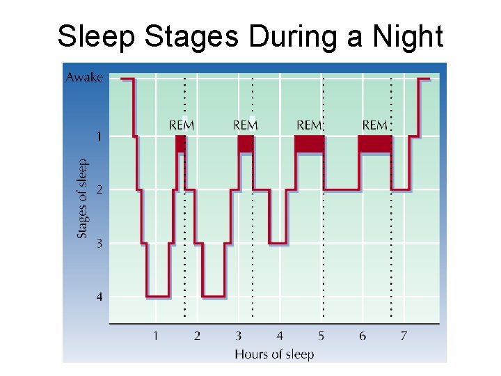 Sleep Stages During a Night 