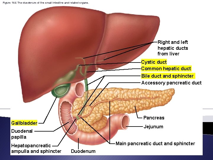 Figure 14. 6 The duodenum of the small intestine and related organs. Right and