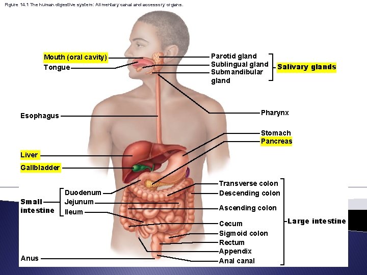 Figure 14. 1 The human digestive system: Alimentary canal and accessory organs. Mouth (oral