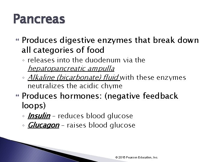 Pancreas Produces digestive enzymes that break down all categories of food ◦ releases into