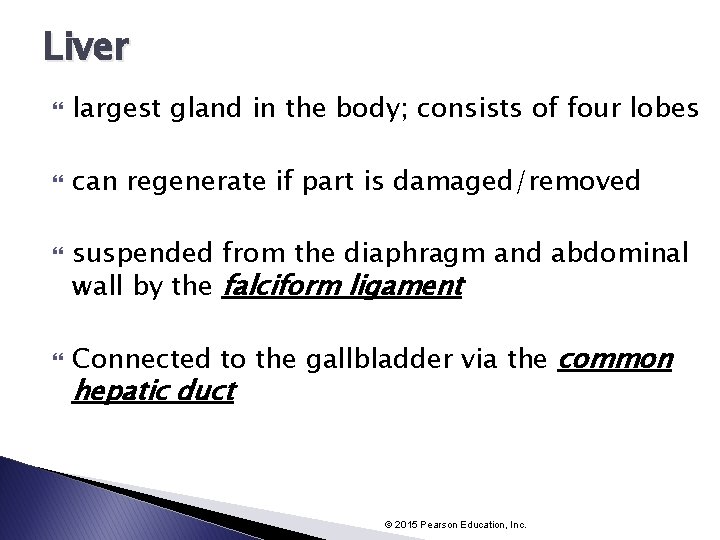 Liver largest gland in the body; consists of four lobes can regenerate if part