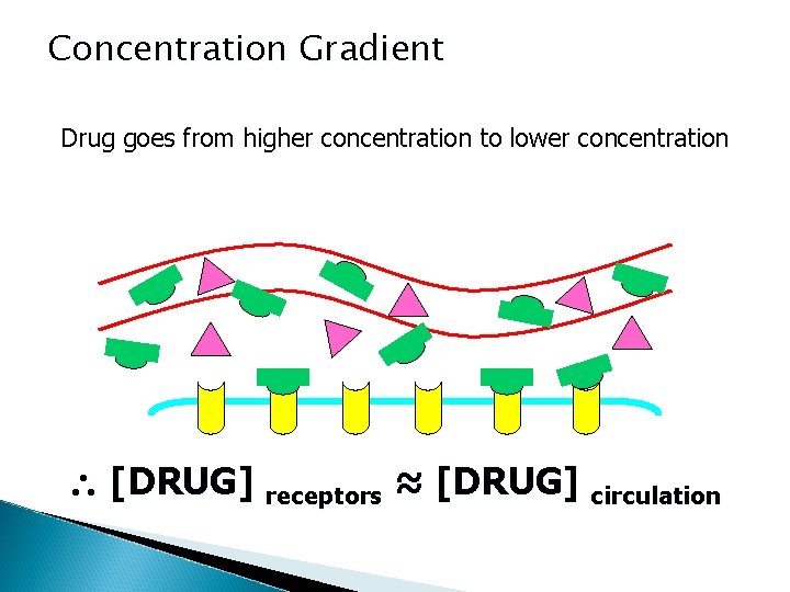 Concentration Gradient Drug goes from higher concentration to lower concentration [DRUG] receptors ≈ [DRUG]