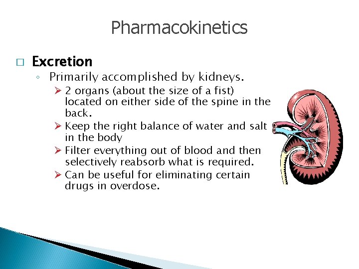 Pharmacokinetics � Excretion ◦ Primarily accomplished by kidneys. Ø 2 organs (about the size