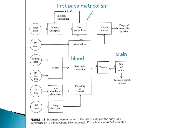 first pass metabolism blood brain 