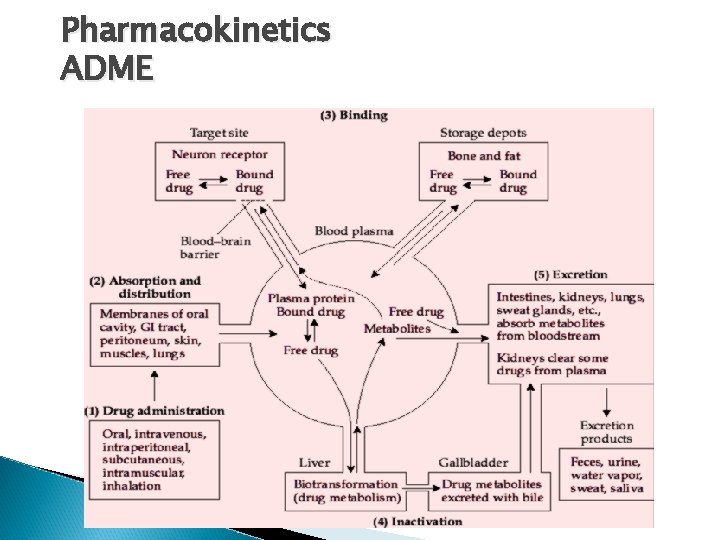 Pharmacokinetics ADME 