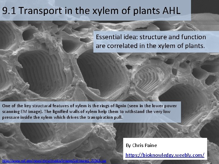9. 1 Transport in the xylem of plants AHL Essential idea: structure and function
