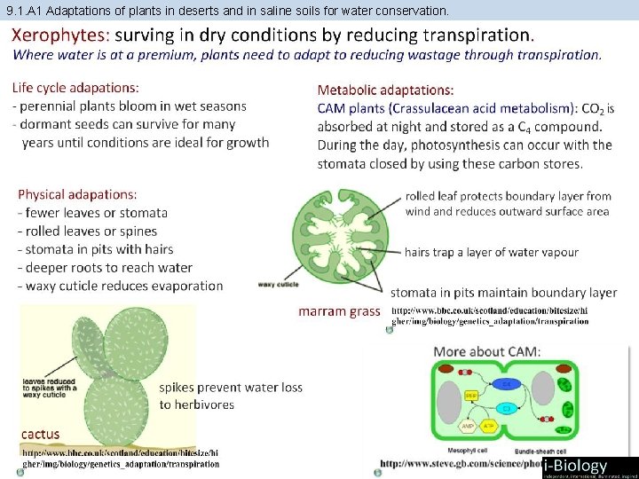 9. 1. A 1 Adaptations of plants in deserts and in saline soils for