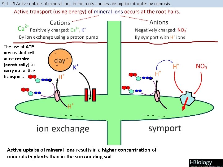 9. 1. U 5 Active uptake of mineral ions in the roots causes absorption