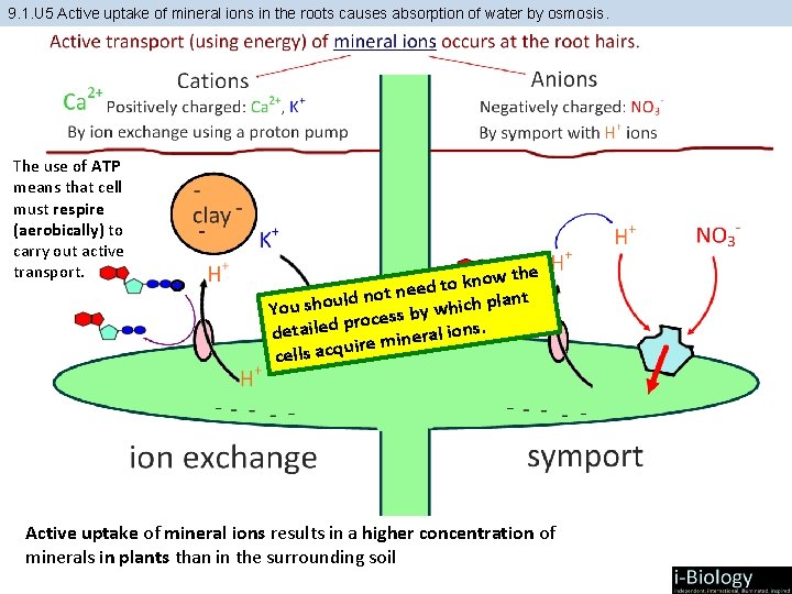 9. 1. U 5 Active uptake of mineral ions in the roots causes absorption