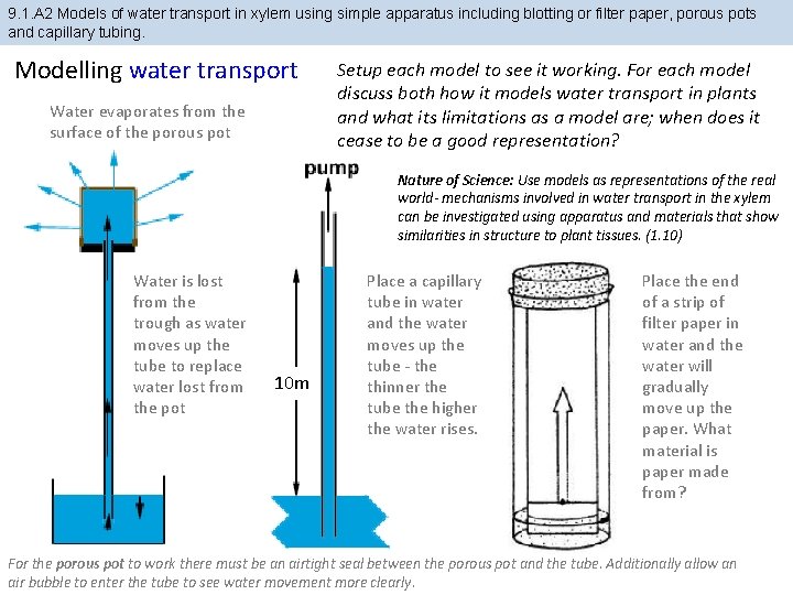 9. 1. A 2 Models of water transport in xylem using simple apparatus including