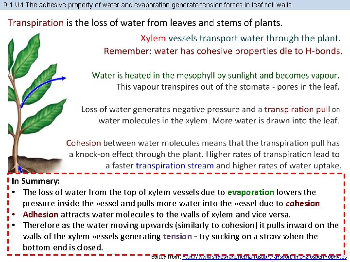 9. 1. U 4 The adhesive property of water and evaporation generate tension forces